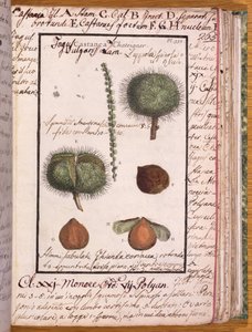 Chestnut, from Dizionario di Botanica by Italian School