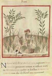 Harvesting Leeks, from 