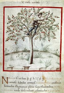 Picking Cherries, from 