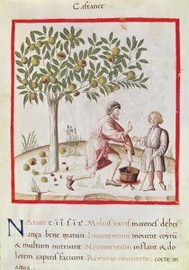 Harvesting and cooking chestnuts, from 