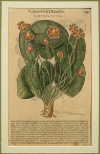 Nimphea Lutea, a botanical plate from the Discorsi by Pietro Andrea Mattioli published in Venice, 1570