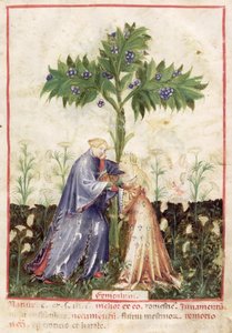 Fennel, from Tacuinum Sanitatis by Italian School