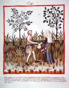 Harvesting Onions, from Tacuinum Sanitatis Codex Vindobonensis by Italian School