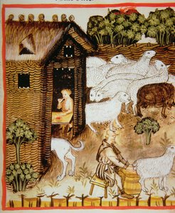 Sheep farming: sweet milk, from Tacuinum Sanitatis
