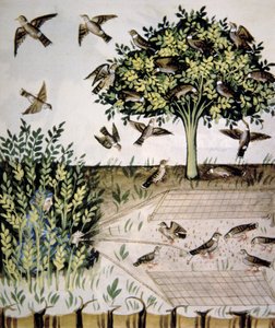 Turtle Doves (illustration from Tacuinum Sanitatis Codex Vindobonensis)