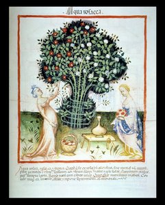 Rose Water, from the Tacuinum Sanitatis Codex Vindobonensis