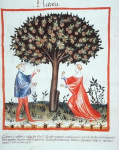 Gathering Walnuts, from Tacuinum Sanitatis Codex Vindobonensis