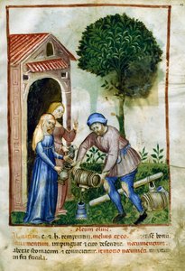 Olive oil, miniature from Tacuinum Sanitatis, Latin edition by Italian School
