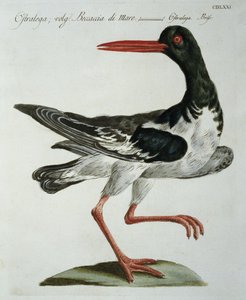 Oyster Catcher, c.1767-76 by Italian School