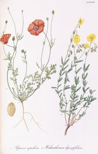 Papaver Apulum and Helianthemum Hyssopifolum
