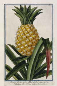 Pineapple