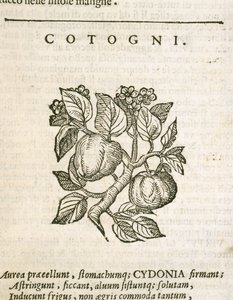 Quince (Cydonia oblonga), engraving by Castore Durante