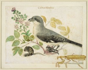 Shrike and a Praying Mantis (for Cassiano dal Pozzo Paper Museum) by Italian School