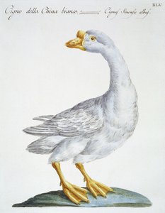 Swan, c.1767-76 by Italian School