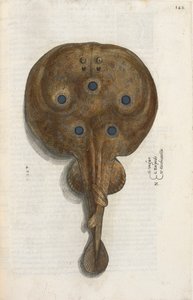 Torpedo fish, illustration from 