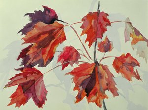 No.24 Autumn Maple Leaves by Izabella Godlewska de Aranda