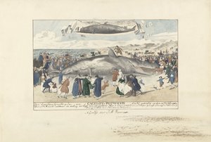 Sperm Whale Stranded at Egmond aan Zee, 1764 by J.A. Visser