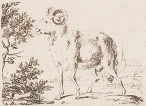 A Ram