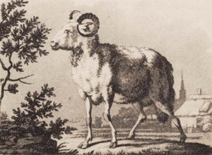 A Ram