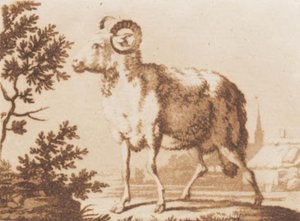 A Ram