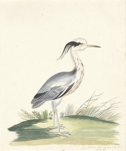 Blue Heron