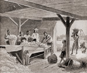 Slaves Working with a 19th Century Cotton Gin on a Plantation in a Southern State of the United States of America, from The History of Our Country, Published 1905 by J. (after) Steeple Davis