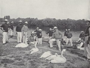 Swan Upping on the Thames, Examining the Old Birds by J. Benjamin Stone