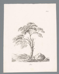 Pine (series title: Studies of Trees)