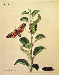Butterflies, Caterpillars and Plants: Plate XII by J. Dutfield
