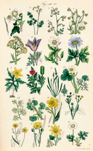 Page of colour illustrations from British Wild Flowers after a work by J. E. Sowerby and C. P. Johnson by J. E. and Johnson C. P.  Sowerby