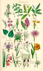 Page of colour illustrations from British Wild Flowers after a work by J. E. Sowerby and C. P. Johnson by J. E. and Johnson C. P.  Sowerby