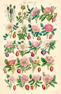 Page of Colour Illustrations from British Wild Flowers (after a work by J. E. Sowerby and C. P. Johnson) by J. E. and Johnson C. P.  Sowerby