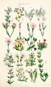 Page of Colour Illustrations from British Wild Flowers (after a work by J. E. Sowerby and C. P. Johnson) by J. E. and Johnson C. P.  Sowerby