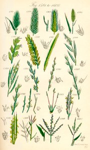 Page of Colour Illustrations from British Wild Flowers (after a work by J. E. Sowerby and C. P. Johnson) by J. E. and Johnson C. P.  Sowerby