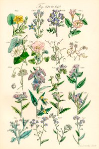 Page of Colour Illustrations from British Wild Flowers (after a work by J. E. Sowerby and C. P. Johnson) by J. E. and Johnson C. P.  Sowerby
