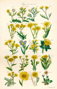 Page of Colour Illustrations from British Wild Flowers (after a work by J. E. Sowerby and C. P. Johnson) by J. E. and Johnson C. P.  Sowerby