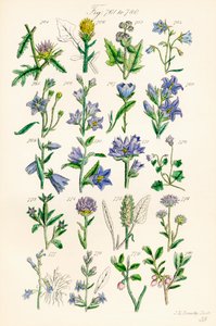 Page of Colour Illustrations from British Wild Flowers (after a work by J. E. Sowerby and C. P. Johnson) by J. E. and Johnson C. P.  Sowerby