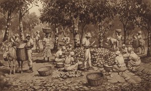 Breaking cocoa pods in Trinidad by J. Macfarlane