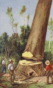 Felling a Kauri Pine by J. Macfarlane