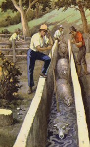 Sheep dipping by J. Macfarlane