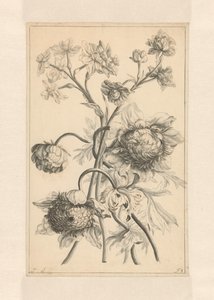 Two Branches with a Peony