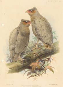 Polyborus Tharus, Var. by J. Smit