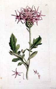 Great Knapweed, from a volume of 
