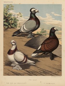 Pigeons: Priest; Swiss or Crescent; Fire-Back by J. W. (after) Ludlow