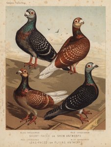 Pigeons: Short-Faced or Show Antwerps, Blue-Chequered, Red-Chequered; Long-Faced or Flying Antwerps, Red-Chequered, Blue-Chequered by J. W. (after) Ludlow