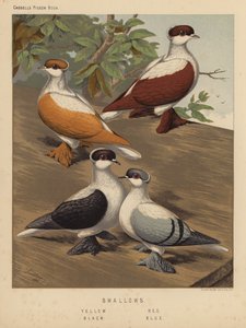 Pigeons: Swallows, Yellow, Red, Black, Blue