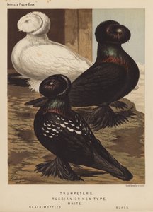 Pigeons: Trumpeters, Russian or New Type, White, Black-Mottled, Black
