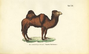 Bactrian Camel by J. W. Tenhaeff
