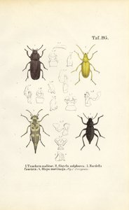 Beetles of the Darkling Beetle Family