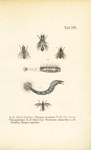 Biting and Blood-sucking Flies by J. W. Tenhaeff